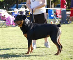 12-18 FEMALES: 0440 Drakkenfels Atia Vom Atubros SG