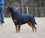 12-18 MONTH FEMALES: 1015 Katie Vom Blaurasen SG1