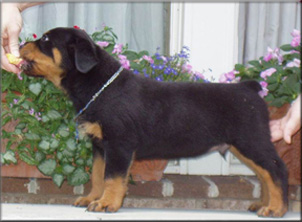 Rottweiler Puppies