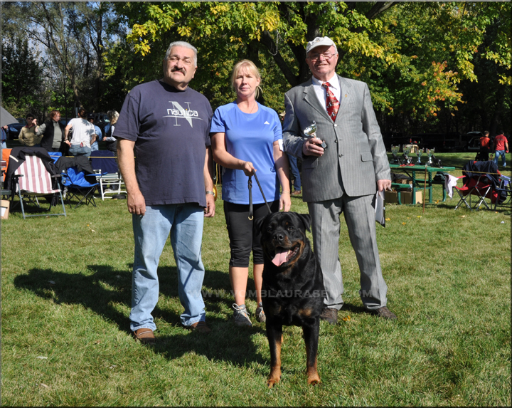 rottweilers