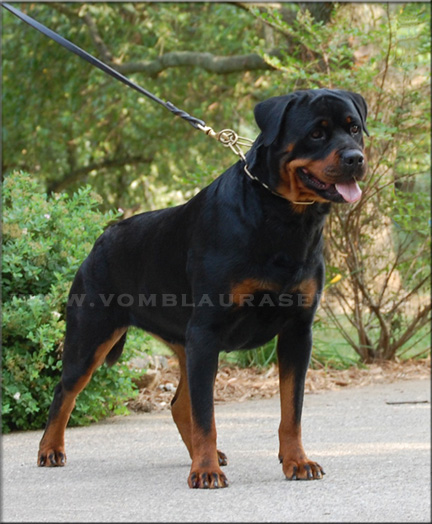 Jiny von Hause Sommer |  rottweiler