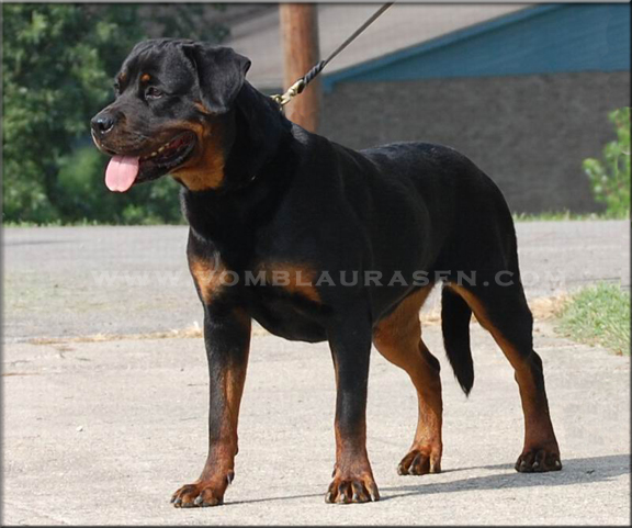Joy vom Blaurasen - rottweiler