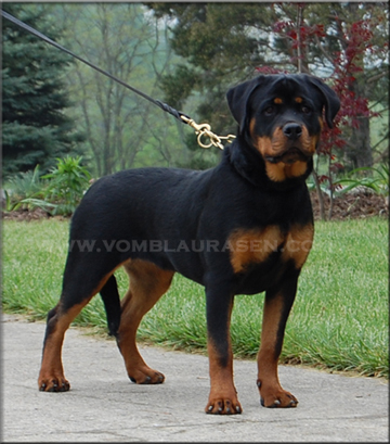 Katie vom Blaurasen  |  Sire: Rathko Crni Lotos   Dam: Zurrotts Banja