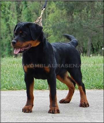 Luke vom Blaurasen   |   Sire: Quincy vom Plotzschgrund   Dam: Meggi von Herrschaft