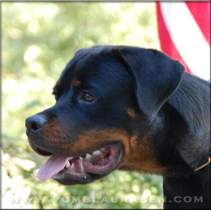 rottweiler male - Luke vom Blaurasen