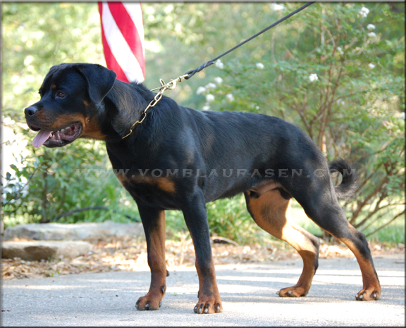 rottweiler male - Luke vom Blaurasen