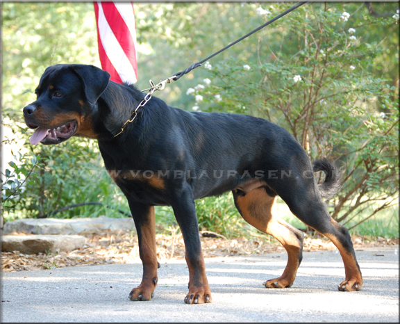 Rottweiler male - Luke vom Blaurasen