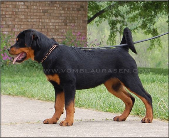 Lilly vom Blaurasen - Rottweiler Female