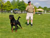 Rottweiler puppies 9-12 males: 0318 Lucky Luciano Vom Wesburg P