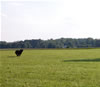 BST's and ABST's: 0231 Chubaka Vom Waldbach