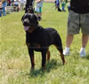 12-18 Females: 0312 Atia V Deatschen Erbe