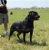 12-18 Females: 0314 Atia V Deatschen Erbe