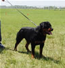 12-18 Females: 0352 Oxxi Vom Princehaus