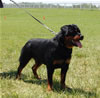 12-18 Females: 0354 Oxxi Vom Princehaus