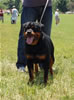 12-18 Females: 0355 Oxxi Vom Princehaus