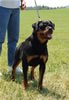 12-18 Females: 0365 Lonecreeks Nixie V Vollenhaus