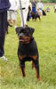 9-12 Females: 0345 Diva Germanenstolz