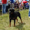 Champion Males: 0131 Esmonds Quidado Thor
