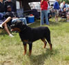 Champion Males: 0132 Esmonds Quidado Thor