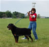 Champion Males: 0145 Djuke Vom Vilstaler Land