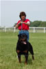 Champion Males: 0146 Djuke Vom Vilstaler Land