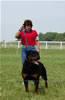 Champion Males: 0148 Djuke Vom Vilstaler Land