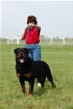 Champion Males: 0152 Djuke Vom Vilstaler Land