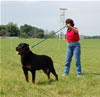 Champion Males: 0153 Djuke Vom Vilstaler Land