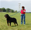 Champion Males: 0154 Djuke Vom Vilstaler Land