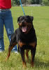Champion Males: 0155 Djuke Vom Vilstaler Land