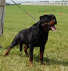 Champion Males: 0166 Vico Vom Kressbach
