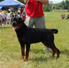 Champion Males: 0167 Benno V.h. Falconsnest