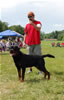 Champion Males: 0168 Benno V.h. Falconsnest