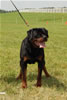 Champion Males: 0171 Benno V.h. Falconsnest