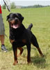 Champion Males: 0172 Benno V.h. Falconsnest