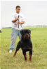 Open Males: 0027 Ians XL Vom Hause Walker