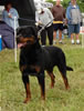 Open Males: 0034 Lancelot From House Ellada