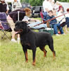 Open Males: 0066 Algutshof Angus