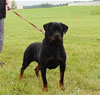Open Males: 0067 Algutshof Angus