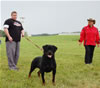 Open Males: 0068 Algutshof Angus