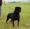Open Males: 0069 Algutshof Angus