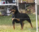 CHAMPION FEMALES: 2100kat 060307 3