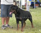 CHAMPION MALE: 2100 1924