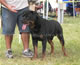CHAMPION MALE: 2100 1926