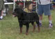 CHAMPION MALE: 2100 1930