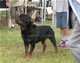 CHAMPION MALE: 2100 1933