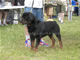 CHAMPION MALE: 2100 1935