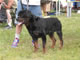 CHAMPION MALE: 2100 1942