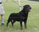 CHAMPION MALE: 2100 1967