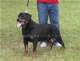 CHAMPION MALE: 2100 1977